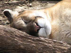 800px-Puma_Sleeping